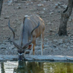 Uukwa's kudu bull