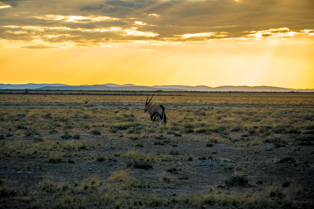 An Oryx at sunset, Uukwaluudhi