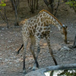 Uukwa Giraffe